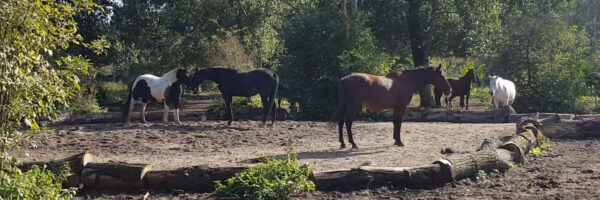 Nature Horse Paradise in omgeving Flevoland